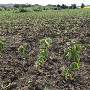 Програма вирощування саджанців ведмежого горіха Програма вирощування саджанців ведмежого горіха