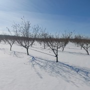Зимова обрізка саду фундука асоціації "Золотий горішок" Зимова обрізка саду фундука асоціації "Золотий горішок"