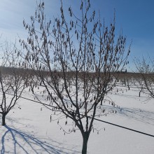Сад фундука асоціації "Золотий горішок" в стані зимового спокою